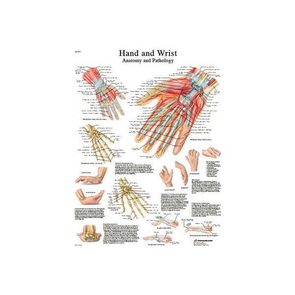 3B Anatomical Chart - Hand & Wrist, Laminated